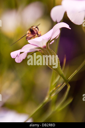 Hover-mouche sur une fleur sauvage. Banque D'Images