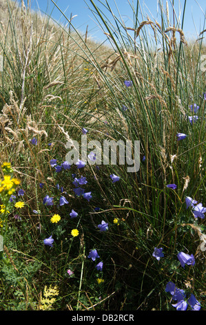 Jaune et bleu fleurs sauvages parmi les graminées en gris / dunes secondaires Banque D'Images