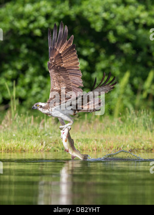 Balbuzard pêcheur (Pandion haliaetus) la pêche et la capture d'un touladi à Aviemore, Écosse, Cairngorms Banque D'Images