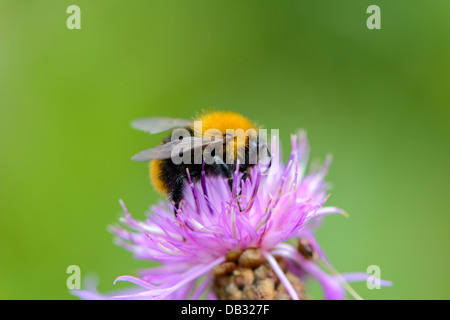 Bumblebee la collecte du pollen sur une fleur close-up Banque D'Images