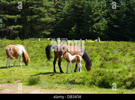 Poulain Dartmoor dans le Devon Parc National à Soussons Cercle Cairn une sépulture de l'âge du bronze et une attraction touristique Banque D'Images