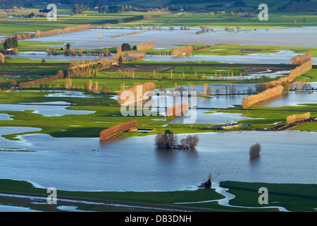 Sur les terres agricoles inondées, près de plaines Taieri Mosgiel, Dunedin, île du Sud, Nouvelle-Zélande Banque D'Images