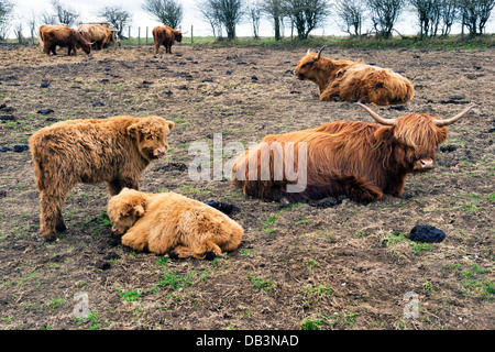 Highland vaches et veaux paissant dans le Yorkshire Wolds, East Riding of Yorkshire, UK Banque D'Images