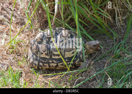 Tortue léopard (Geochelone pardalis). Illustrant 'thermorégulation', des animaux hors de la lumière directe du soleil dans l'ombre de la végétation. Banque D'Images