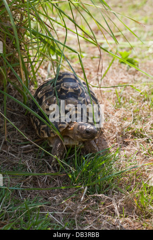 Tortue léopard (Geochelone pardalis). Illustrant 'thermorégulation', des animaux hors de la lumière directe du soleil dans l'ombre de la végétation. Banque D'Images