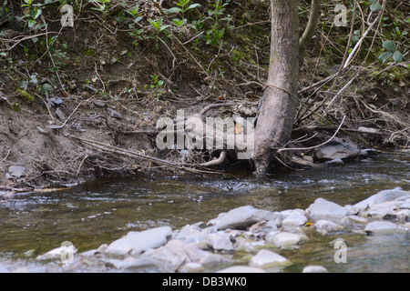 Exposer les racines des arbres de l'érosion de la rivière, Pays de Galles, Royaume-Uni Banque D'Images