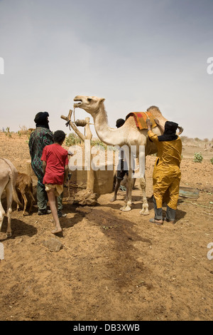 Bergers touaregs village en imposant composé d'un chameau pour aider à tirer l'eau d'un puits pour les animaux à boire, ne le Mali Banque D'Images