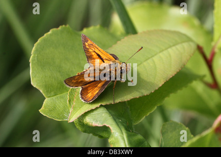 Macro close-up d'un grand papillon brun mâle Skipper (Ochlodes sylvanus) posant sur une feuille Banque D'Images