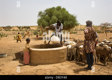 Bergers touaregs dans village à l'aide d'un composé à l'aide de chameaux aspirer l'eau jusqu'à partir d'un bien de l'animal à boire, ne le Mali Banque D'Images