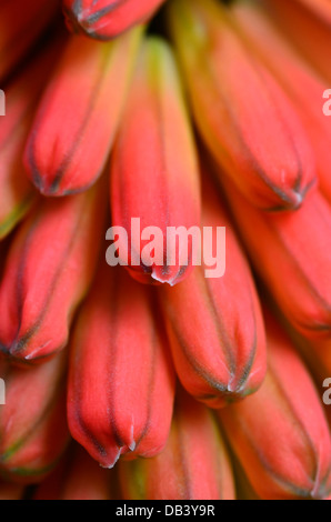 Red Hot Poker, kniphofia closeup Banque D'Images