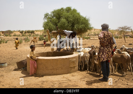 Bergers touaregs dans village à l'aide d'un composé à l'aide de chameaux aspirer l'eau jusqu'à partir d'un bien de l'animal à boire, ne le Mali Banque D'Images