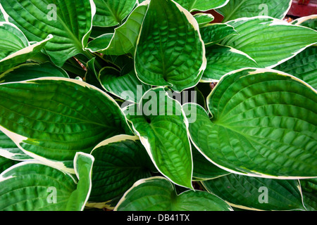 Close up of Albomarginata Banque D'Images