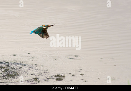 Les femelles de la Kingfisher (Alcedo atthis) plongée sous-marine pour les poissons mais cette fois manquant Banque D'Images