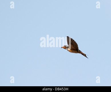 Swallow (Hirundo rustica) en vol contre ciel bleu profond avec l'insecte dans son bec Banque D'Images