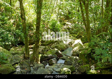 El Yunque, Puerto Rico Banque D'Images