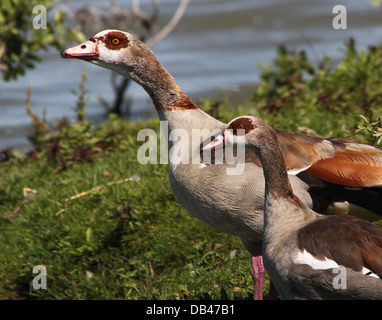 Couple d'oies égyptiennes( Alopochen aegyptiaca) posant ensemble et de lissage, et d'étirements Banque D'Images