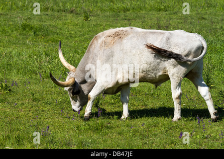 Beau gris hongrois bull dans le domaine Banque D'Images