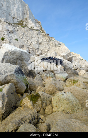 Lendemain de la tragédie, les restes d'un véhicule se trouvent en haut d'une falaise tombant à Beachy Head, East Sussex, UK Banque D'Images