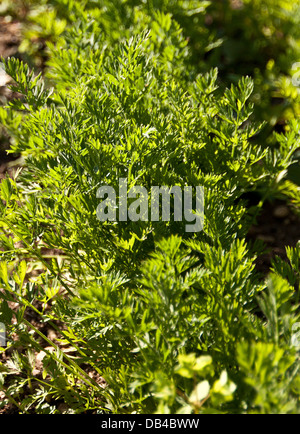 Bereleigh Estate cuisine jardin. Banque D'Images