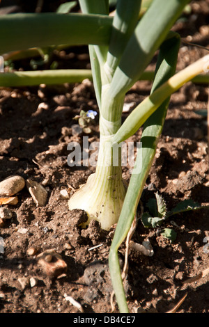 Bereleigh Estate cuisine jardin. Banque D'Images