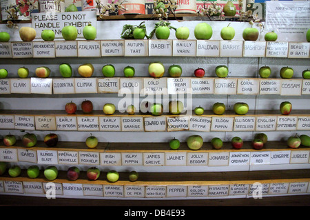 Les pommes fraîches à l'affiche au Musée d'Apple en Tasmanie Banque D'Images