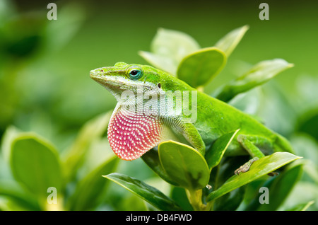 Anole vert (lézard Anolis carolinensis) exhibant son fanon rose vif Banque D'Images