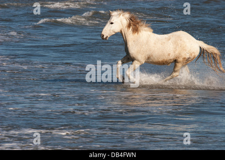 Camargue Horse galopant à travers la mer Méditerranée sur la côte sud de la France Banque D'Images