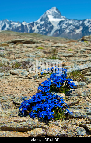 Gentiane printanière (Gentiana verna), Loetschental, Valais, Suisse Banque D'Images