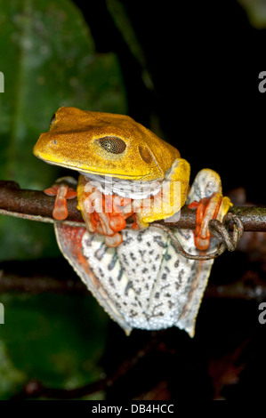 Site tree frog (Hypsiboas geographicus) dans l'habitat Banque D'Images