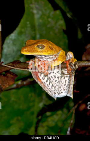 Site tree frog (Hypsiboas geographicus) dans l'habitat Banque D'Images