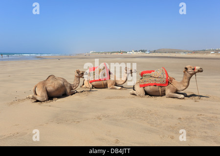 Chameaux sur la plage d'Asilah, Maroc Banque D'Images