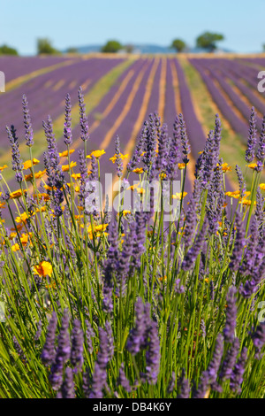 Fleurs de Lavande close up, France. Banque D'Images
