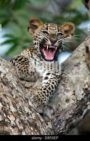 Leopard cub sri-lankais dans la fourche d'un arbre… Banque D'Images