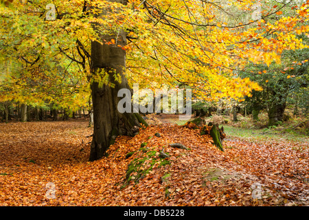 Une avenue de hêtres, à côté d'une ancienne voie engloutie en automne, Thunderdell wood, Ashridge Estate, Hertfordshire, Angleterre Banque D'Images