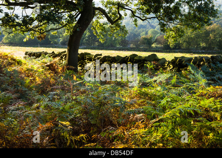 Un chêne entouré de bracken au début de l'automne, à l'intérieur d'un mur de pierres sèches-boîtier, Bradgate Park, Leicestershire, Angleterre Banque D'Images