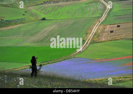 Fleurs sauvages fleurissent à Castelluccio di Norcia, Ombrie, Italie, Europe Banque D'Images