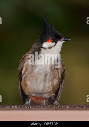 Bulbul des jardins (pycnonotus jocosus Red-Whiskered) Banque D'Images