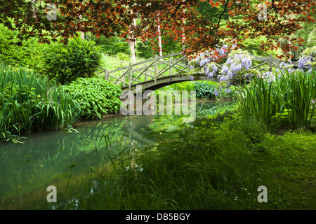 Wisteria pousse sur le pont de bois qui enjambe le ruisseau dans le jardin sauvage de Cottesbrooke Hall, le Northamptonshire, Angleterre Banque D'Images