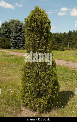 Le Thuya occidental (Thuja occidentalis) Banque D'Images