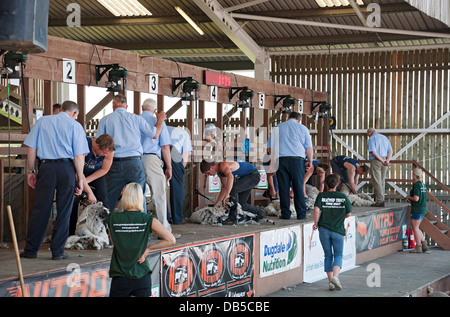 Shearer Sheearers Shearing Competition Great Yorkshire Show en été Harrogate North Yorkshire Angleterre Royaume-Uni GB Grande-Bretagne Banque D'Images