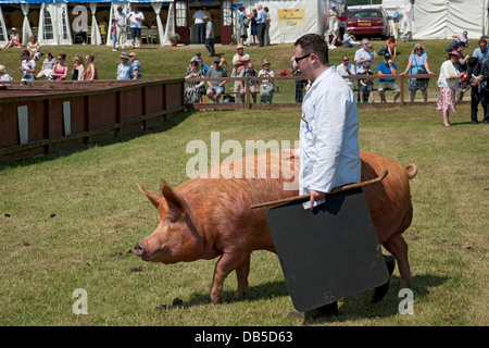 Agriculteur montrant Tamworth gros bétail porcin au Great Yorkshire Show en été Harrogate North Yorkshire Angleterre Royaume-Uni GB Grande-Bretagne Banque D'Images