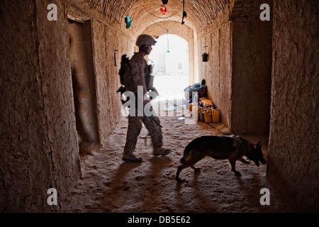 US Marine Lance Cpl. Joseph Nunez et Viky, son dispositif explosif de chien détecteur recherchez un composé d'explosifs dissimulés au cours de l'opération Grizzly le 18 juillet 2013 dans la province d'Helmand, en Afghanistan. Banque D'Images