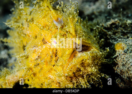 Un poisson grenouille poilue ou poisson grenouille strié ( antennarius ) strié de Détroit de Lembeh, Indonésie Banque D'Images