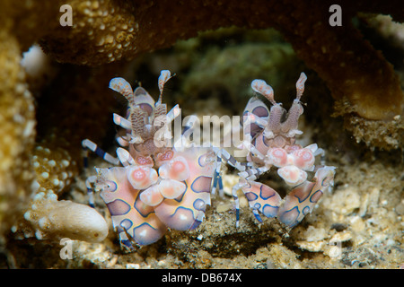 Une paire de crevettes arlequins côte à côte dans le Détroit de Lembeh, au nord de Sulawesi en Indonésie Banque D'Images