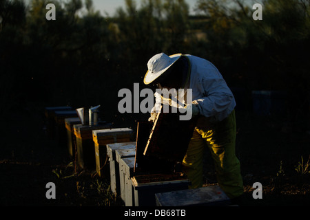 Un apiculteur de Puremiel miel, une entreprise qui produit des matières organiques, le miel des ruches contrôle à Arcos de la Frontera, Cadiz Banque D'Images