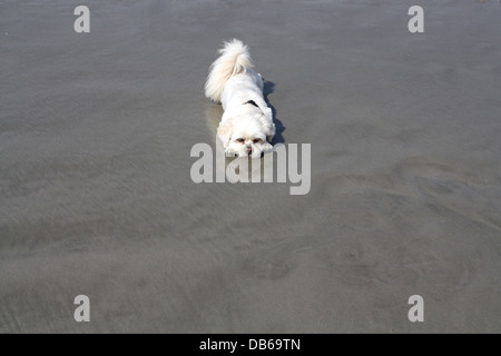 Lhassa Apso couché dans le sable Banque D'Images