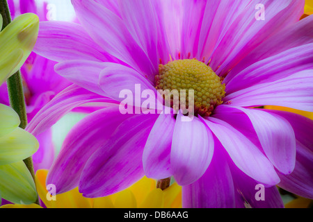 Fleurs colorées Banque D'Images