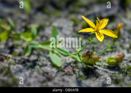Retrait du millepertuis Saint-jean / Arrière-millepertuis (Hypericum humifusum) en fleurs Banque D'Images