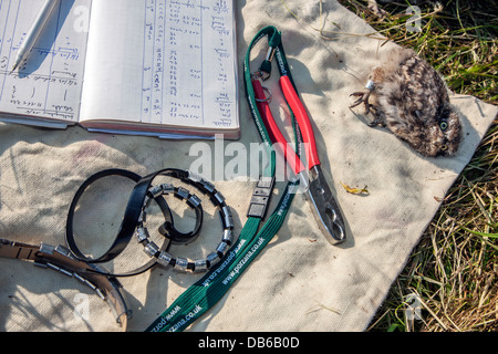 Le phoque annelé (Chouette chevêche Athene noctua) owlet et ordinateur portable sonnerie d'oiseaux, paire de tenailles et joints toriques pour le baguage des poussins d'oiseaux de proie Banque D'Images