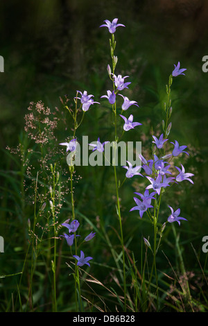 Rampion bellflower / rampion / rover bellflower (Campanula rapunculus) à fleurs en été Banque D'Images